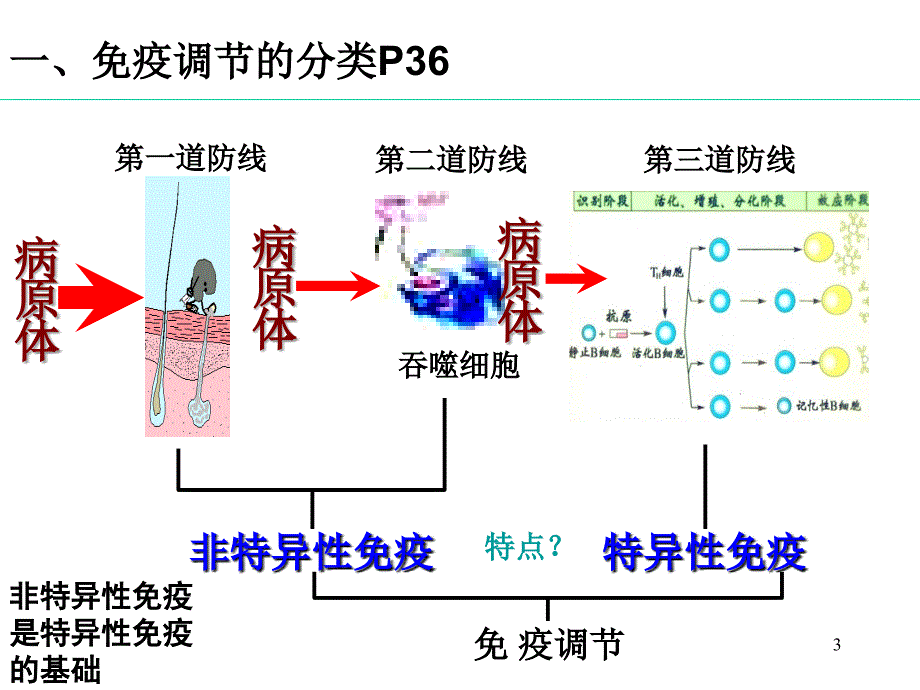 免疫调节课稿ppt课件_第3页