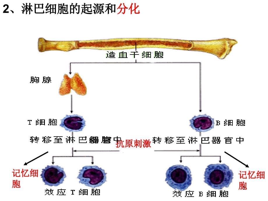 免疫调节课稿ppt课件_第5页