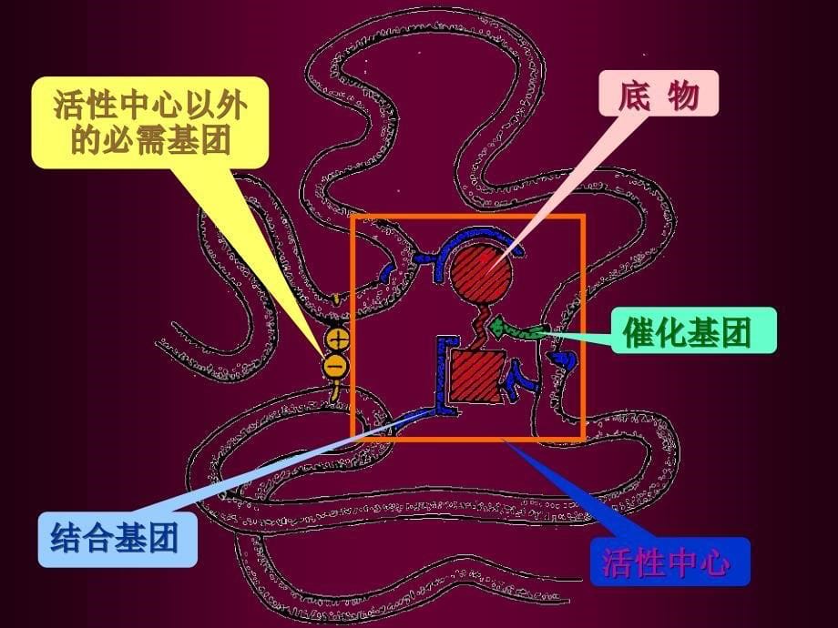 第八章-酶的作用机制和酶的调节_第5页