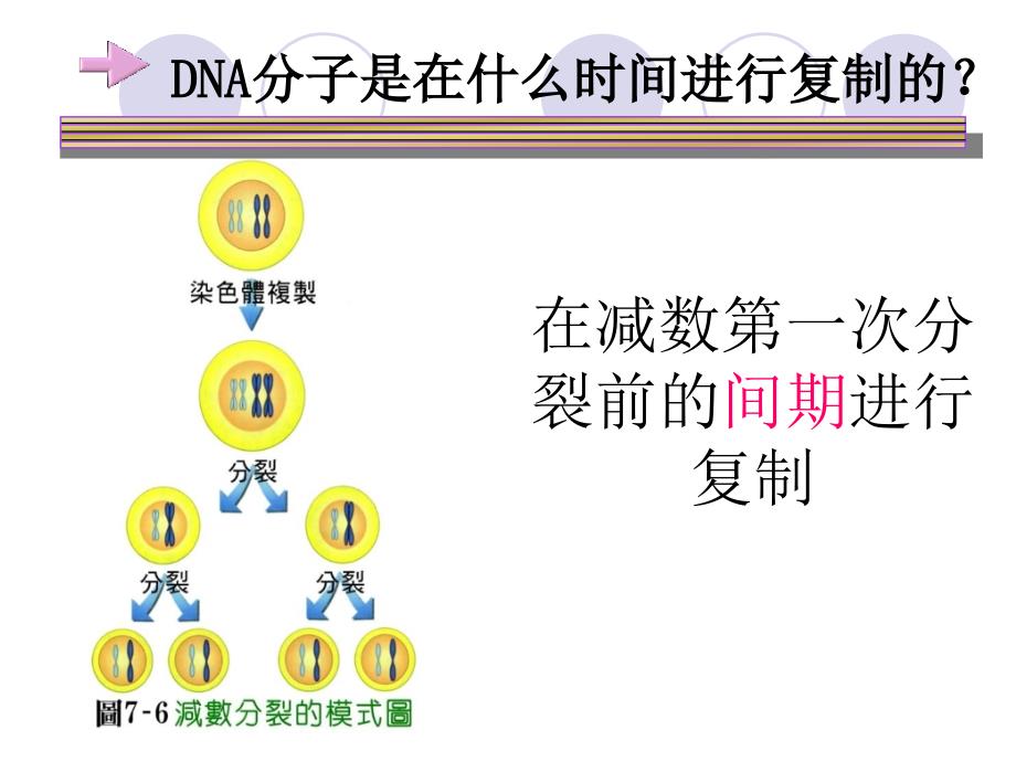 动物遗传学 第三章 遗传信息的递_第4页