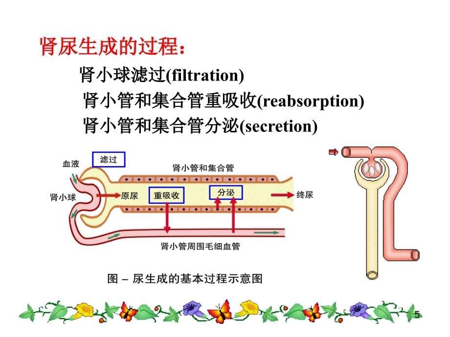 [生理学]尿的生成和排出.ppt_第5页