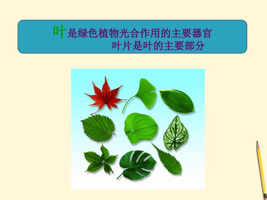 七级生物上册植物光合作用的场所课件-苏教版_第2页