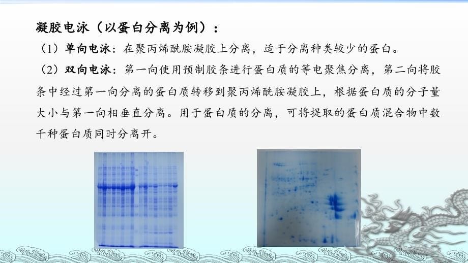 蛋白电泳与转膜ppt课件_第5页