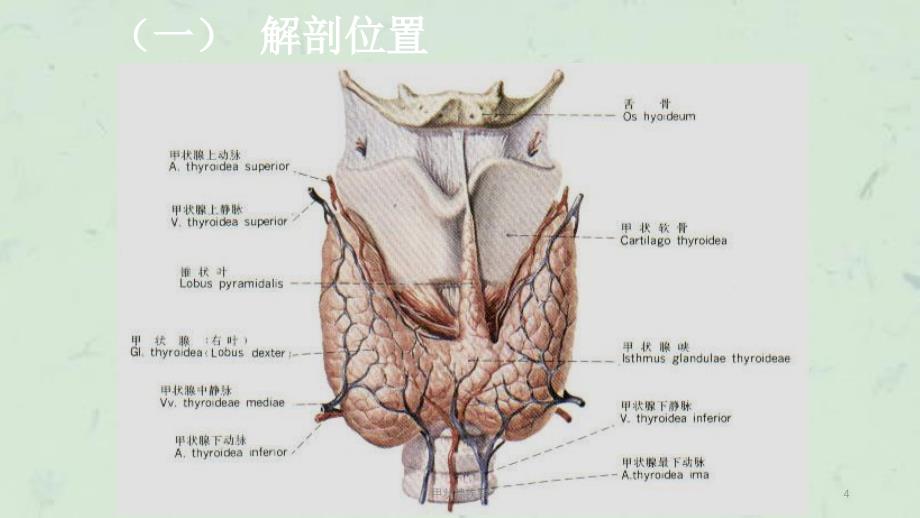 甲状腺疾病 课件_第4页