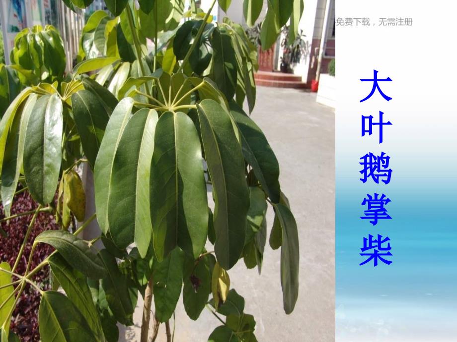 苏教版科学三上校园里的植物PPT课件22_第3页