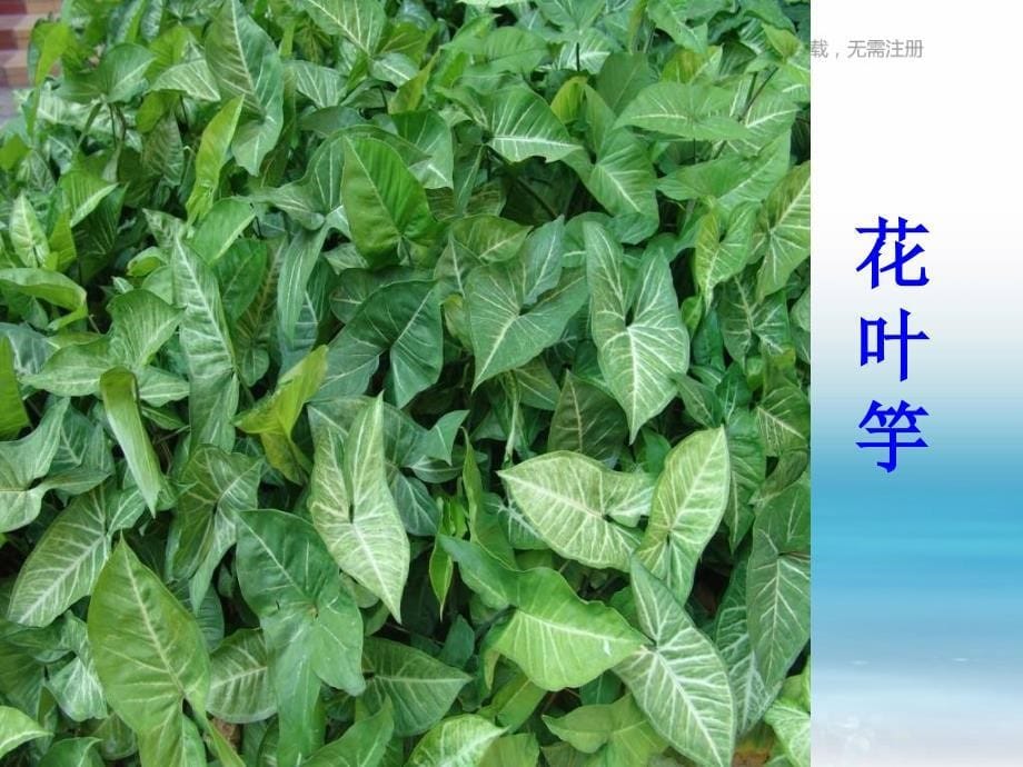 苏教版科学三上校园里的植物PPT课件22_第5页