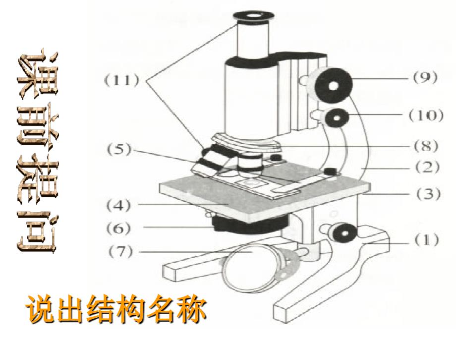 2.1使用显微镜的步骤ppt课件_第1页