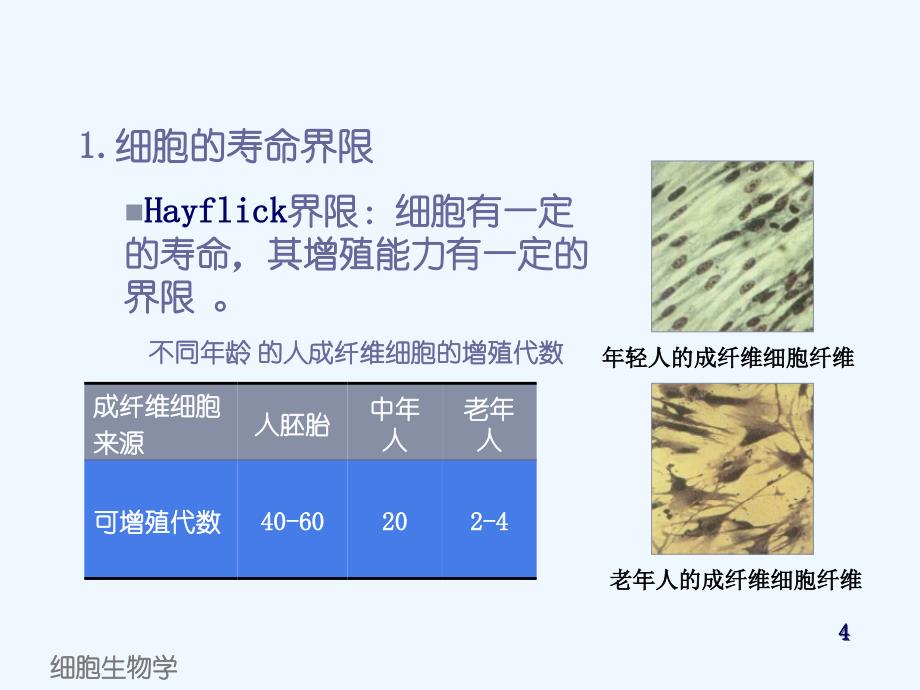 细胞衰老机制课件_第4页