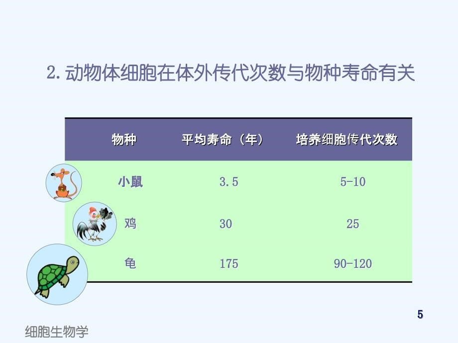 细胞衰老机制课件_第5页