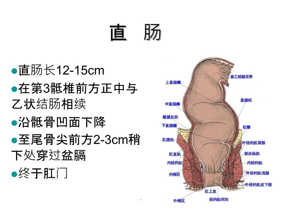 直肠及肛管超声诊断_第2页