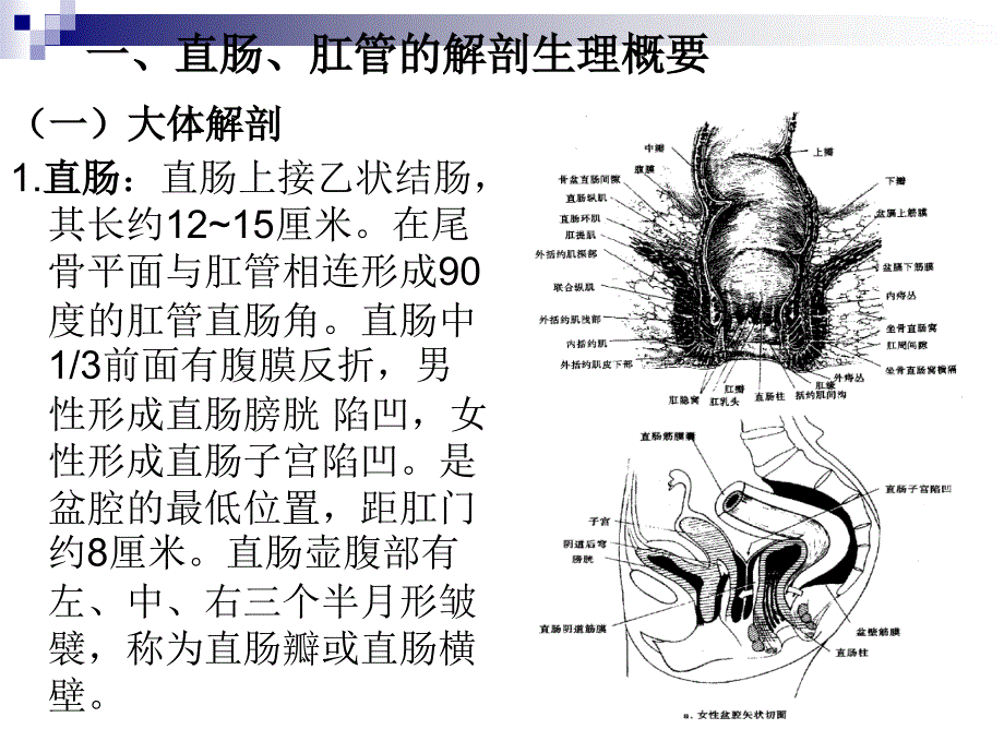 直肠肛管疾病PP课件_第2页