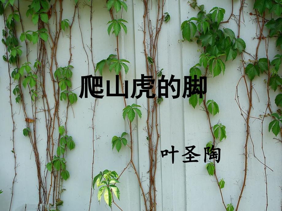 《爬山虎的脚》课件5_第1页