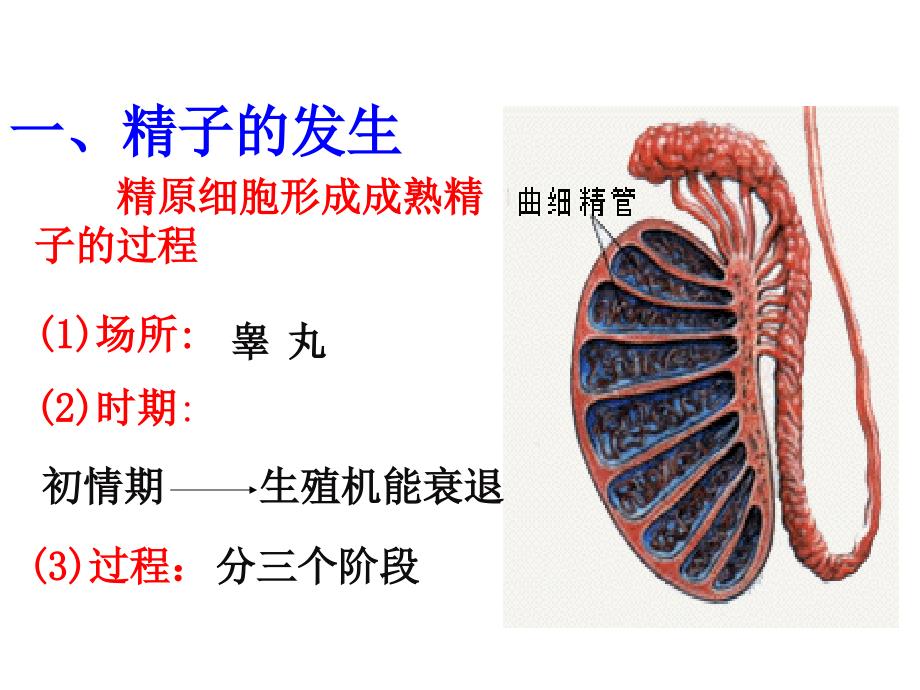 人教版教学PPT课件定稿体内受精和早期胚胎发育_第4页