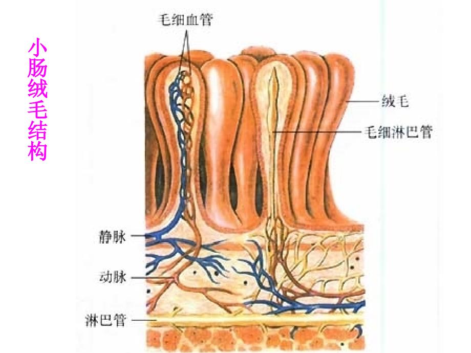 11细胞生活的环境(Jacky)_第3页