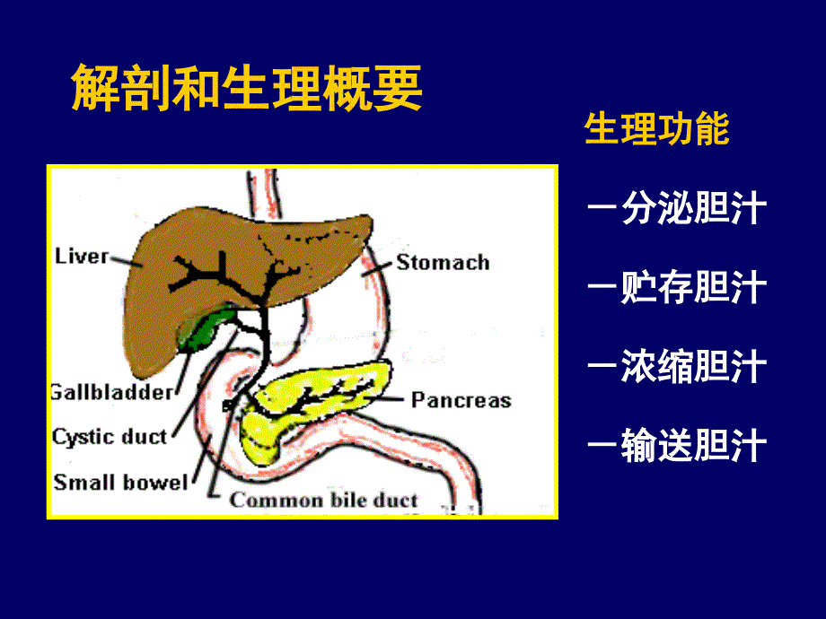 《胆道系统疾病》PPT课件_第4页