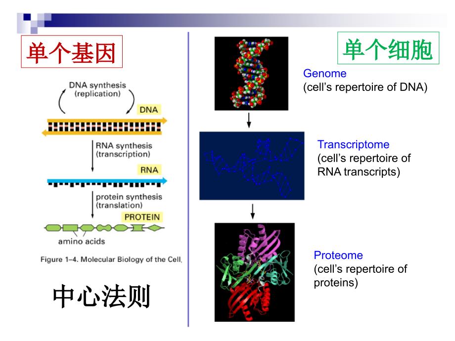 真核生物基因表达调控_第4页