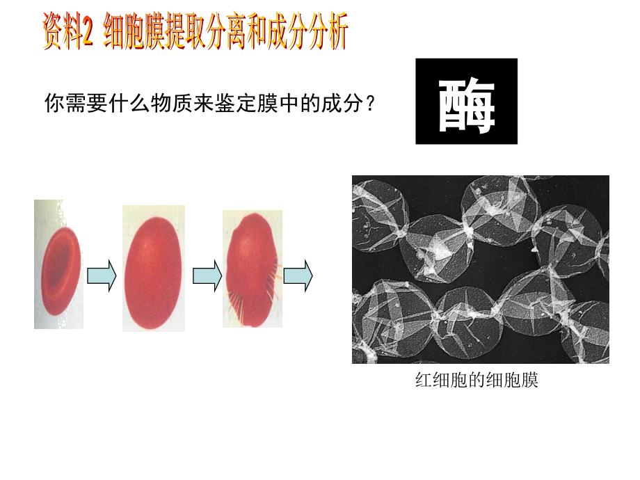 人教版教学课件人教版必修一分子与细胞第三章细胞的基本结构第2节生物膜的流动镶嵌模型_第3页