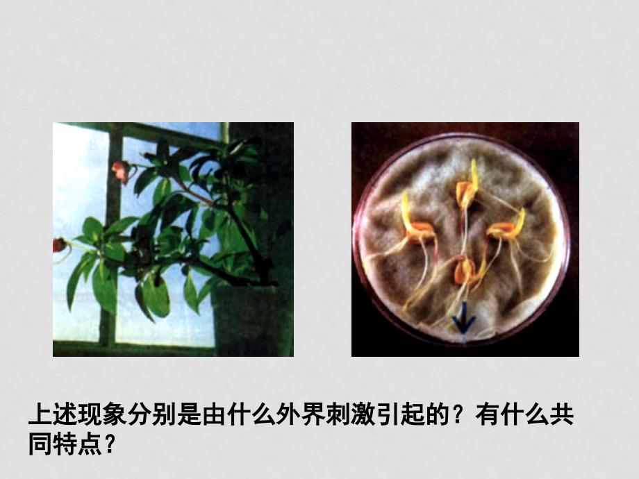 高中生物植物激素调节课件人教版必修三_第2页