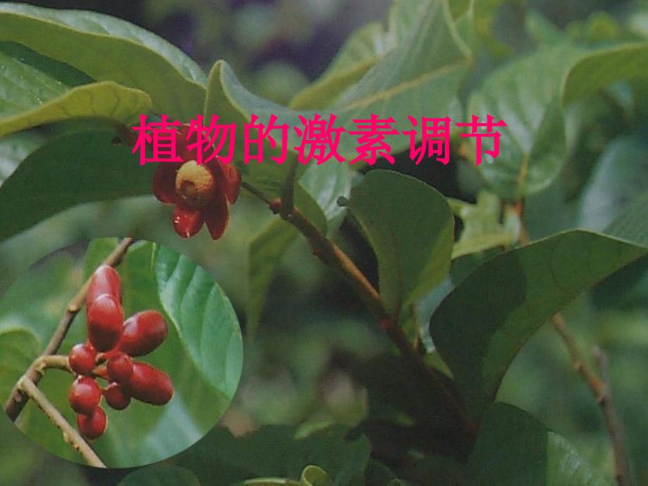 高中生物植物激素调节课件人教版必修三_第3页