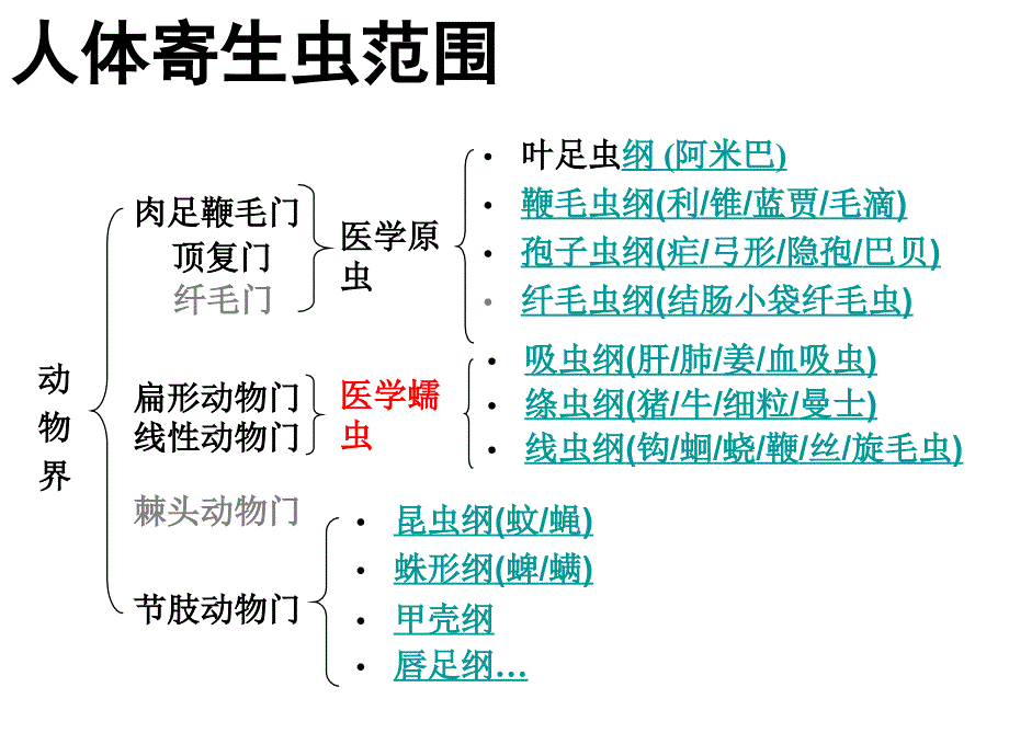 医学寄生虫学：吸虫概论肝、肺、血吸虫_第4页