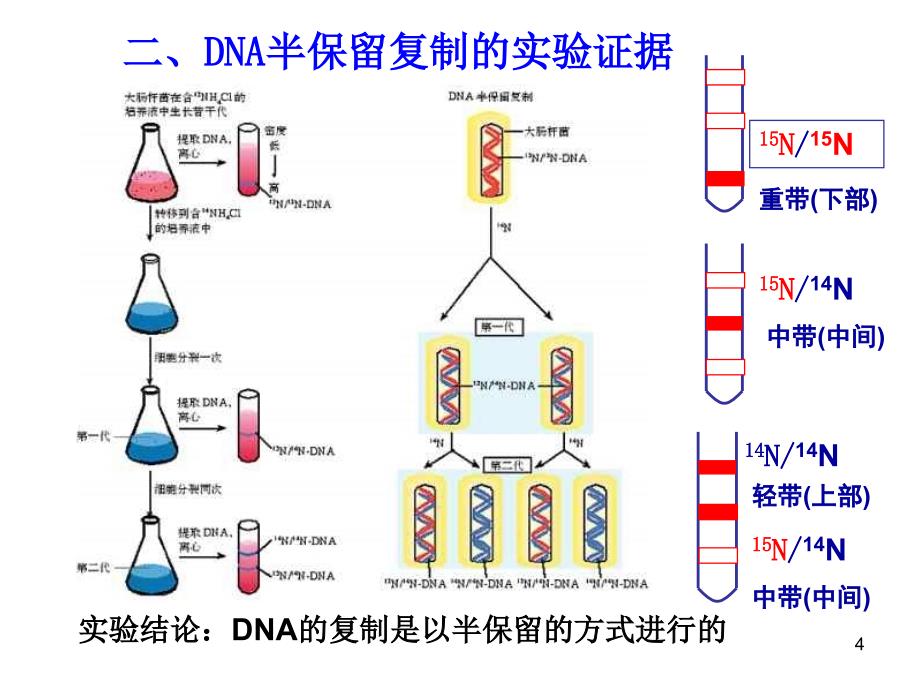 生物：3.3《DNA的复制》课件-上课用_第3页