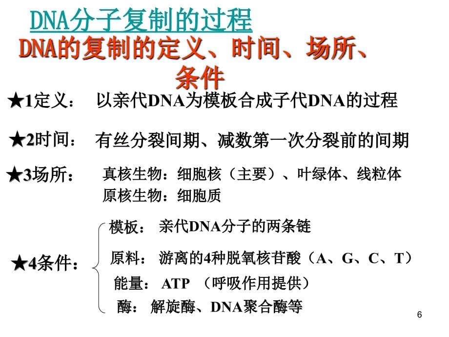 生物：3.3《DNA的复制》课件-上课用_第5页