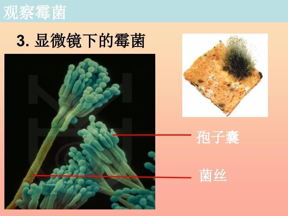 四年级科学下册3食物5面包发霉了课件2教科版_第5页