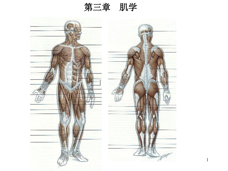 运动系统肌学部分_第1页