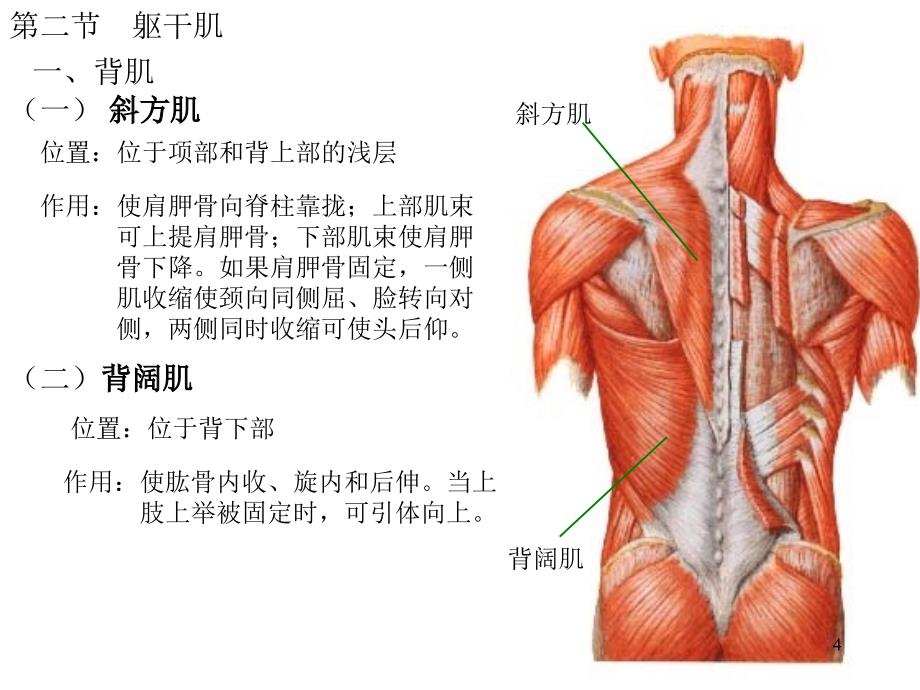 运动系统肌学部分_第4页