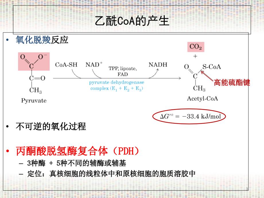 Lec13Citricacidcyclest_第3页