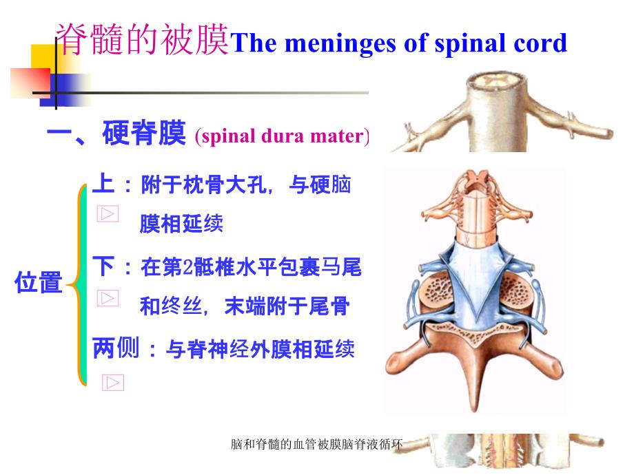 脑和脊髓的血管被膜脑脊液循环课件_第3页