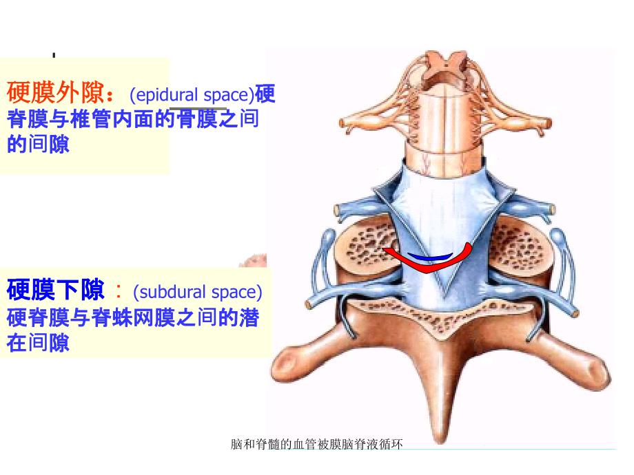 脑和脊髓的血管被膜脑脊液循环课件_第4页