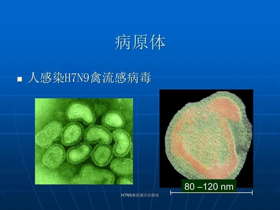 H7N9禽流感诊治指南课件_第5页