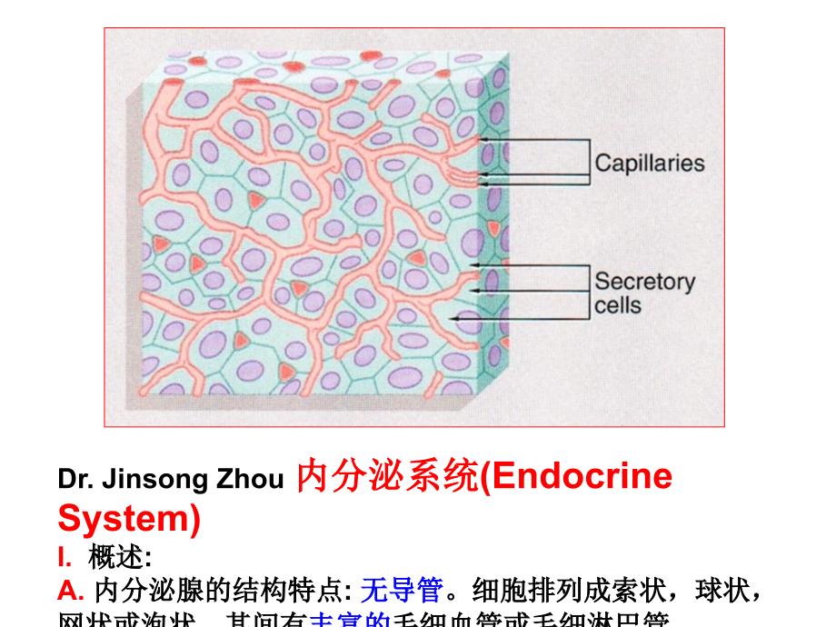 人体解剖学内分泌系统_第2页