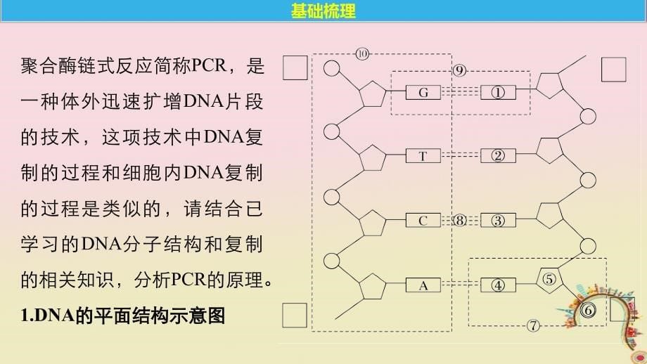 生物 第4章 现代生物技术 第15课时 聚合酶链式反应技术同步备课 北师大版选修1_第5页