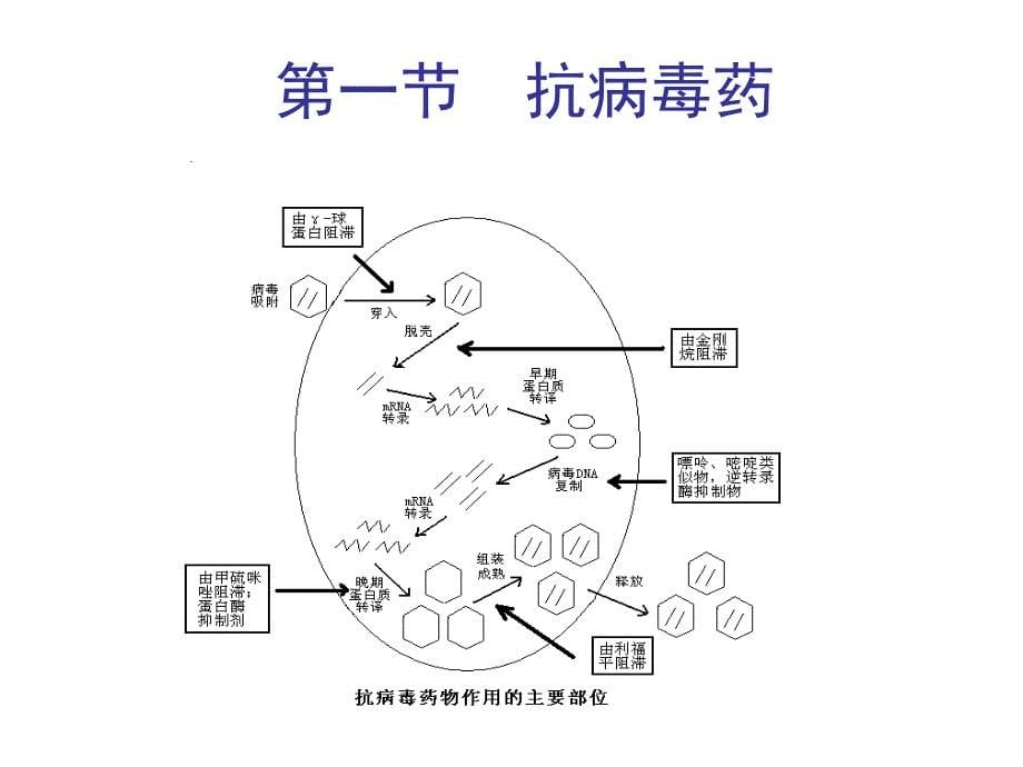 药理学-抗病毒药和抗真菌药_第5页