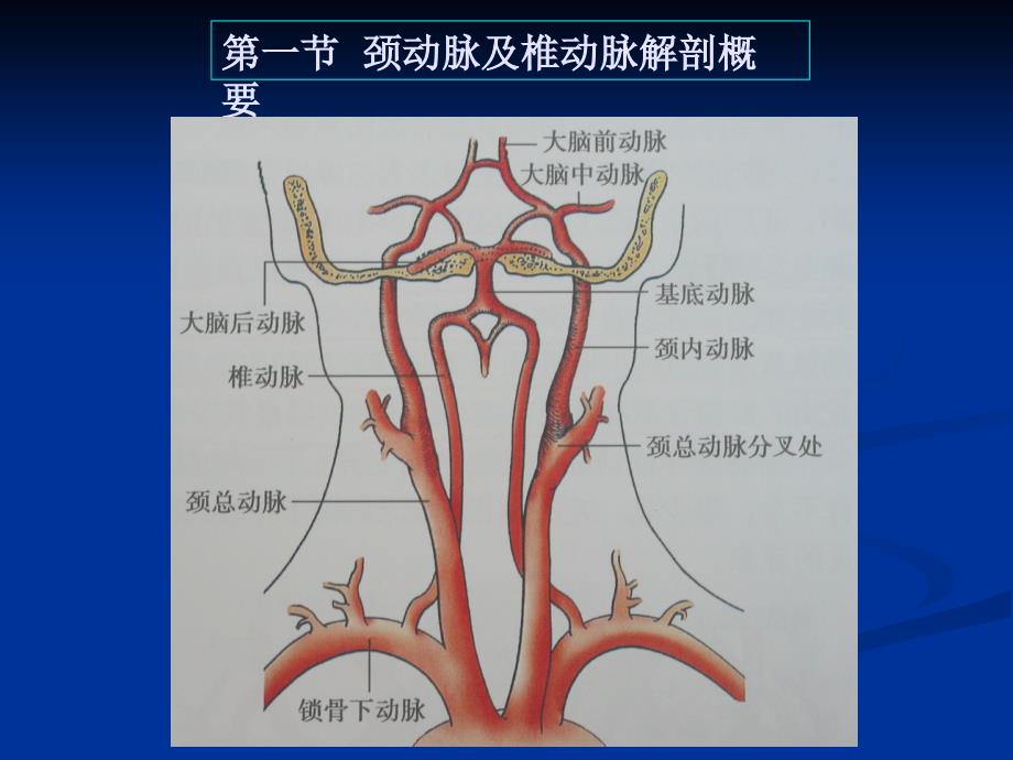 颈动脉疾病超声诊断_第2页