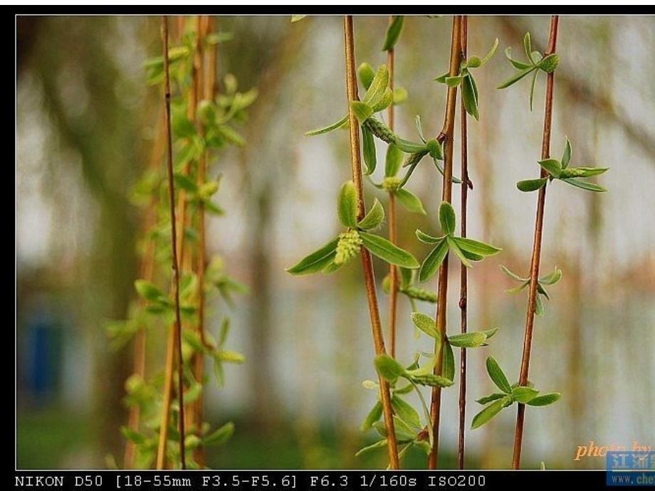 2小树谣(第一课时)_第4页