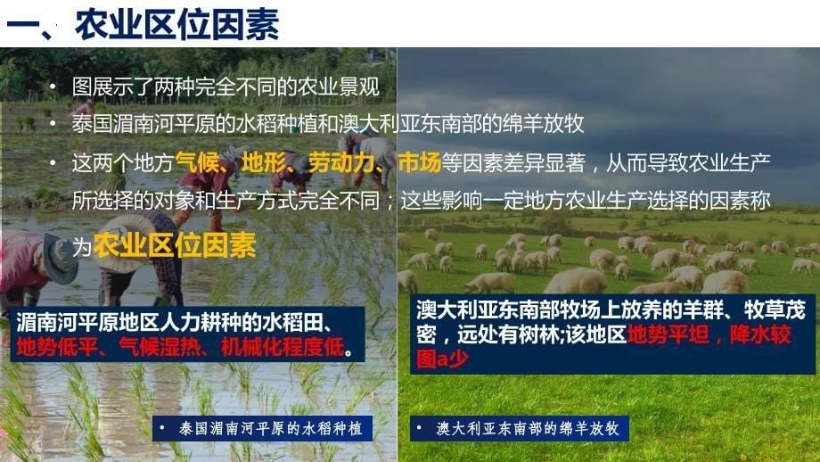 【课件】农业区位因素 2023-2024学年高一地理人教版（2019）必修第二册_第5页