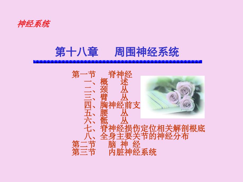 解剖学脊神经ppt课件_第1页