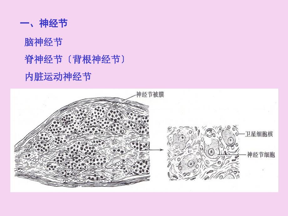 解剖学脊神经ppt课件_第3页