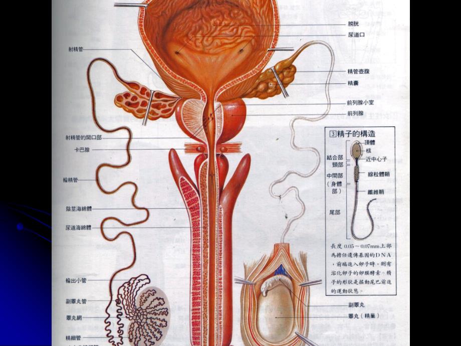 睾丸曲细精管课件_第2页