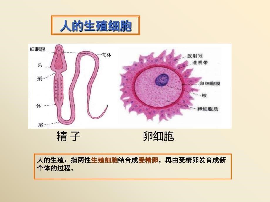 七年级下册生物生殖器官2_第5页