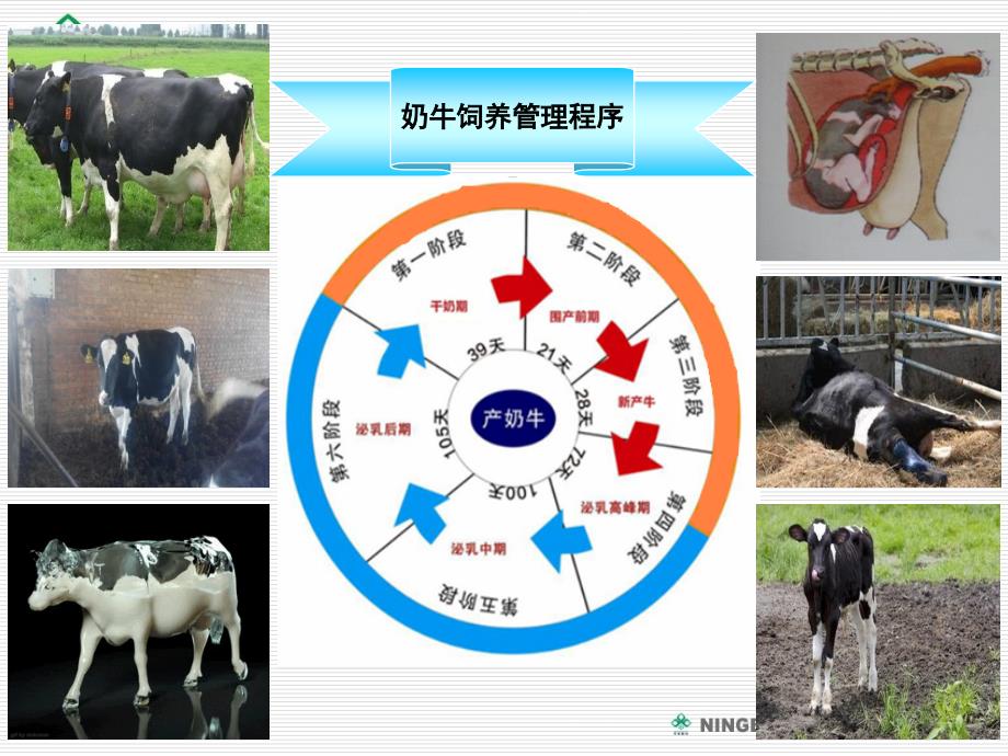 犊牛的饲养管理ppt课件_第2页