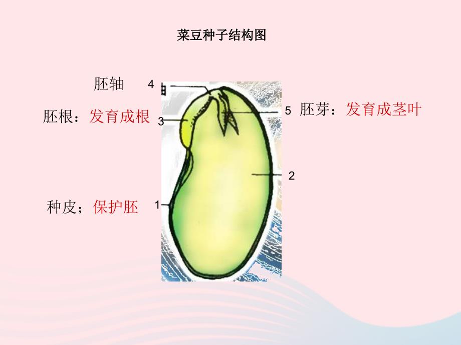 最新三年级科学下册二植物的生长1植物的种子课件2_第1页