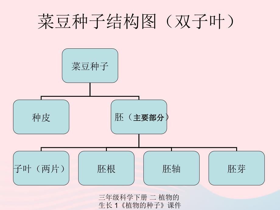 最新三年级科学下册二植物的生长1植物的种子课件2_第2页