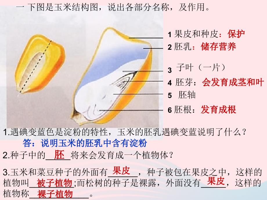 最新三年级科学下册二植物的生长1植物的种子课件2_第3页