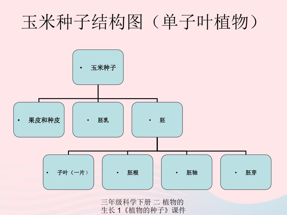 最新三年级科学下册二植物的生长1植物的种子课件2_第4页