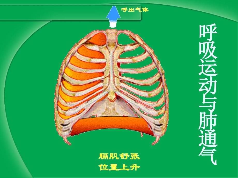 呼吸复习要点PPT课件_第5页