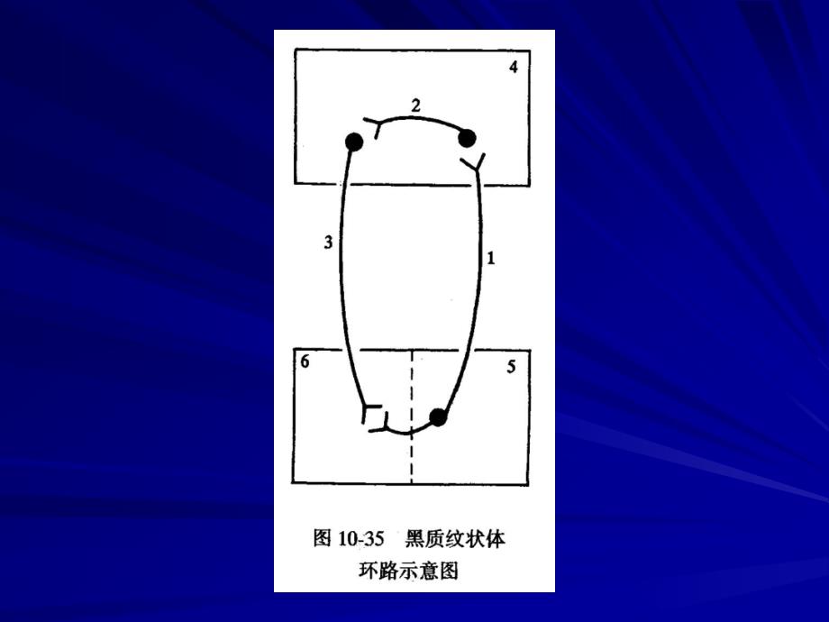 四基底神经节功能_第3页